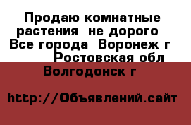 Продаю комнатные растения  не дорого - Все города, Воронеж г.  »    . Ростовская обл.,Волгодонск г.